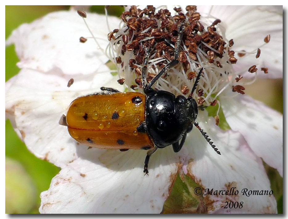 Tituboea biguttata (Chrysomelidae) dalle Madonie